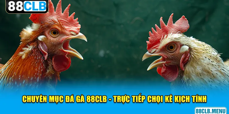 Đá Gà 88CLB - Mãn Nhãn Với Các Trận Chọi Kê Siêu Kịch Tính