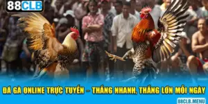 Đá Gà 88CLB - Mãn Nhãn Với Các Trận Chọi Kê Siêu Kịch Tính
