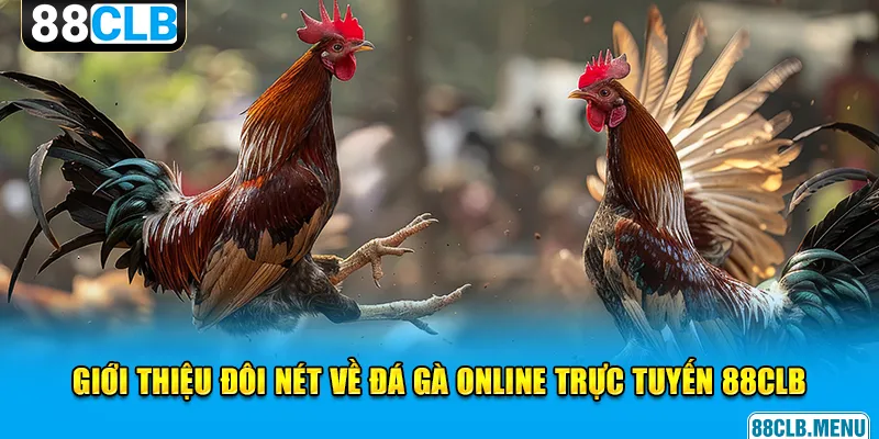 Đá Gà Online Trực Tuyến 88CLB - Đừng Bỏ Lỡ Những Trận Đấu Hay