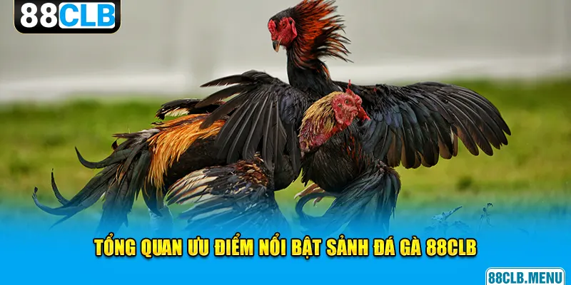 Đá Gà 88CLB - Mãn Nhãn Với Các Trận Chọi Kê Siêu Kịch Tính