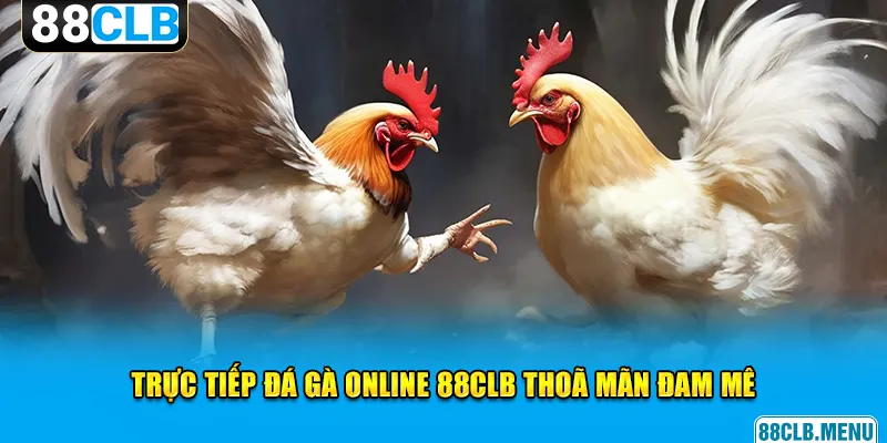 Đá Gà 88CLB - Mãn Nhãn Với Các Trận Chọi Kê Siêu Kịch Tính
