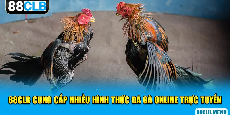 Đá Gà Online Trực Tuyến 88CLB - Đừng Bỏ Lỡ Những Trận Đấu Hay