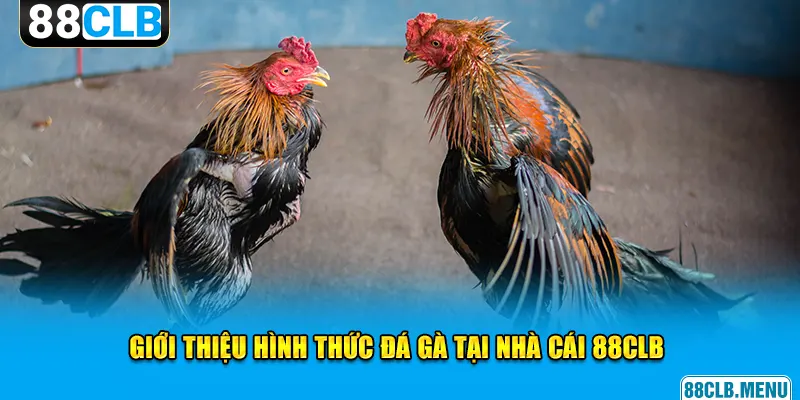Đá Gà 88CLB - Mãn Nhãn Với Các Trận Chọi Kê Siêu Kịch Tính