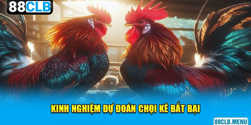 Đá Gà Đòn C1 - Giải Đấu Chọi Kê Đẳng Cấp Vạn Người Mê