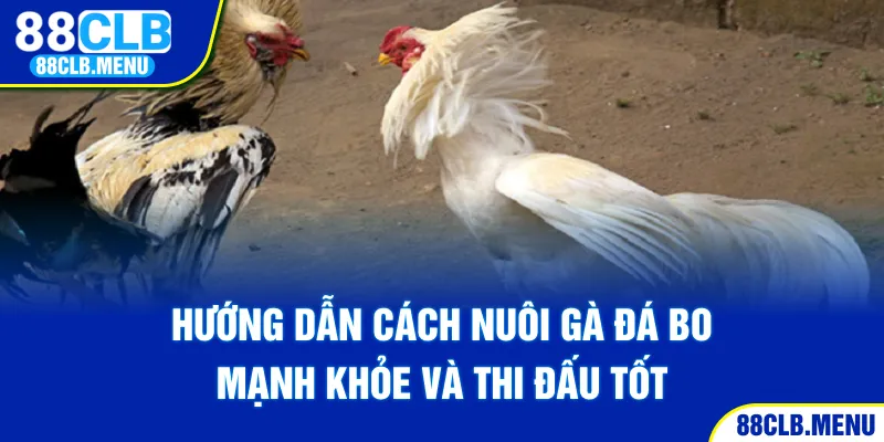 Hướng Dẫn Cách Nuôi Gà Đá Bo Mạnh Khỏe Và Thi Đấu Tốt