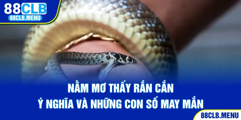 Nằm Mơ Thấy Rắn Cắn - Ý NGhĩa Và Những Con Số May Mắn