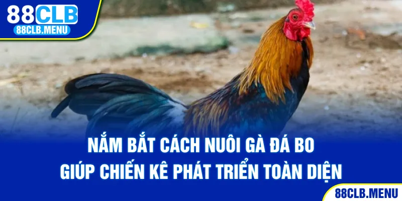 Hướng Dẫn Cách Nuôi Gà Đá Bo Mạnh Khỏe Và Thi Đấu Tốt