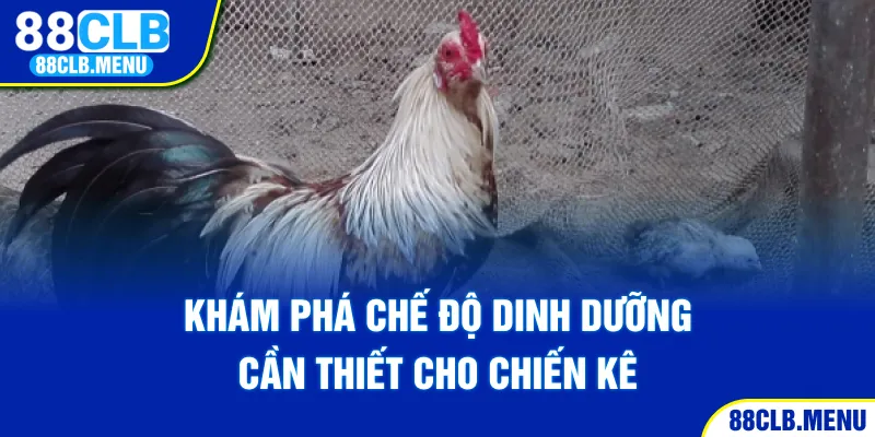 Hướng Dẫn Cách Nuôi Gà Đá Bo Mạnh Khỏe Và Thi Đấu Tốt