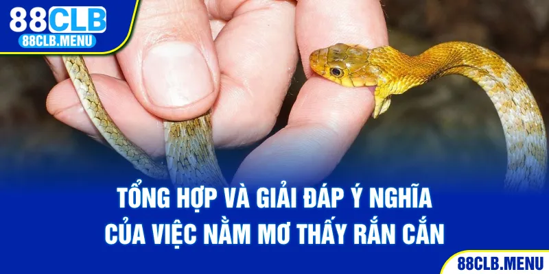Nằm Mơ Thấy Rắn Cắn - Ý NGhĩa Và Những Con Số May Mắn