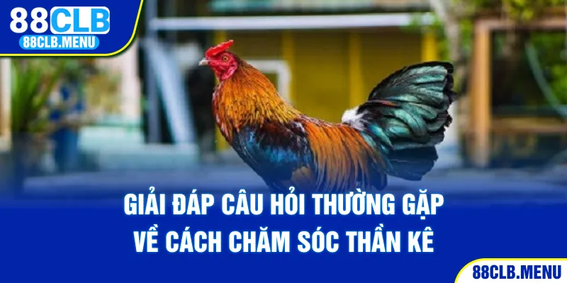 Hướng Dẫn Cách Nuôi Gà Đá Bo Mạnh Khỏe Và Thi Đấu Tốt
