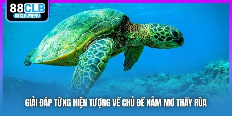 Nằm Mơ Thấy Rùa Mang Điềm Tốt Hay Xấu? Nên Đánh Số Mấy?