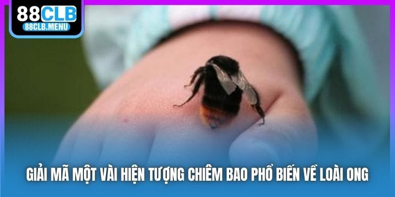 Nằm Mơ Thấy Ong Đuổi Đốt Phải Đánh Số Nào? Ý Nghĩa Là Gì?