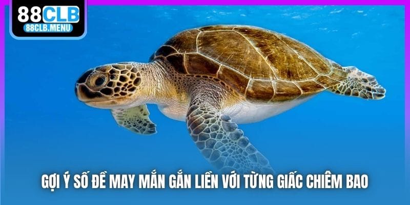 Nằm Mơ Thấy Rùa Mang Điềm Tốt Hay Xấu? Nên Đánh Số Mấy?