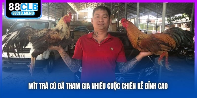 Mít Trà Cú - Nhân Vật Khét Tiếng Trong Giới Đá Gà Việt Nam