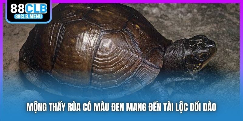 Nằm Mơ Thấy Rùa Mang Điềm Tốt Hay Xấu? Nên Đánh Số Mấy?
