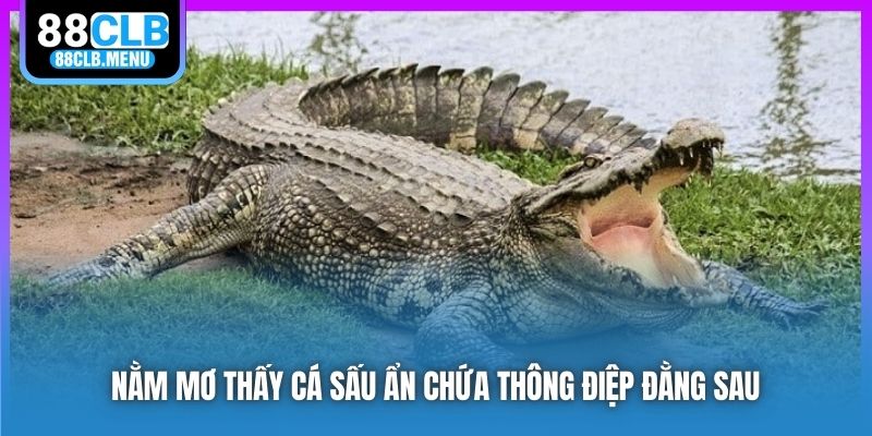 Nằm Mơ Thấy Cá Sấu Ám Chỉ Điều Gì? Đánh Số Nào Đổi Đời?