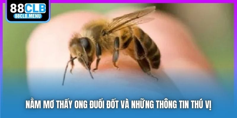 Nằm Mơ Thấy Ong Đuổi Đốt Phải Đánh Số Nào? Ý Nghĩa Là Gì?