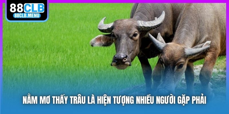 Giải Mã Nằm Mơ Thấy Trâu Và Con Số May Mắn Gắn Liền