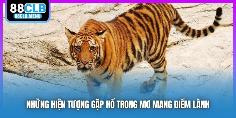 Ý Nghĩa Giấc Chiêm Bao Nằm Mơ Thấy Hổ? Chốt Số May Mắn Gì?
