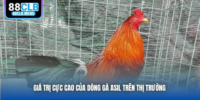 Gà Asil - Dòng Chiến Kê Độc Đáo, Cực Kỳ Máu Chiến