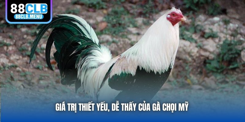 Gà Mỹ - Dòng Chiến Kê Tuyệt Hảo Cho Các Trận Đấu