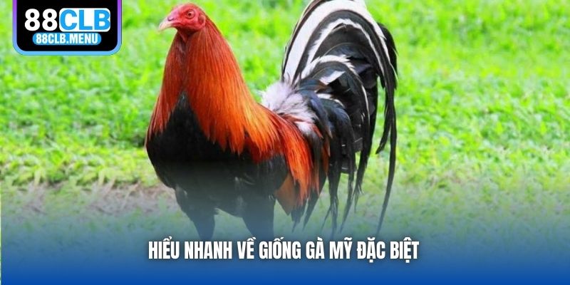 Gà Mỹ - Dòng Chiến Kê Tuyệt Hảo Cho Các Trận Đấu