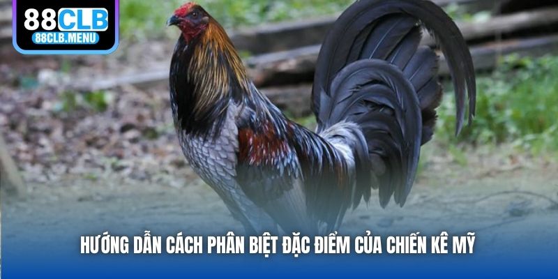 Gà Mỹ - Dòng Chiến Kê Tuyệt Hảo Cho Các Trận Đấu