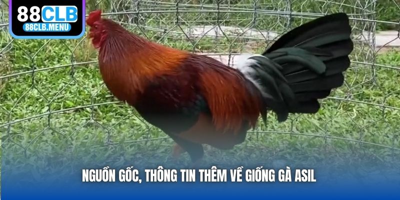 Gà Asil - Dòng Chiến Kê Độc Đáo, Cực Kỳ Máu Chiến