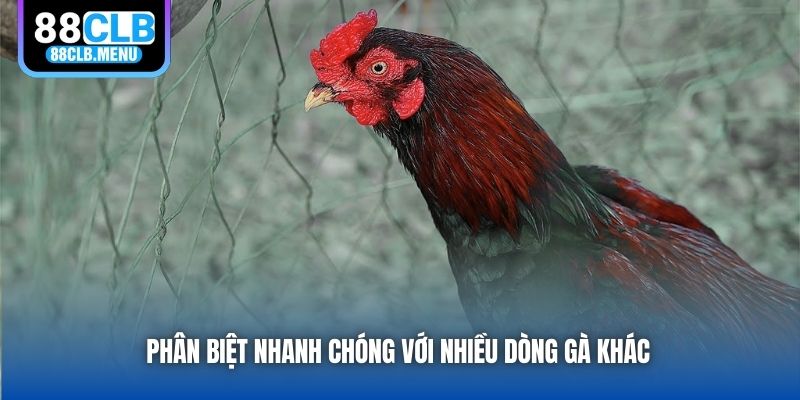 Gà Asil - Dòng Chiến Kê Độc Đáo, Cực Kỳ Máu Chiến