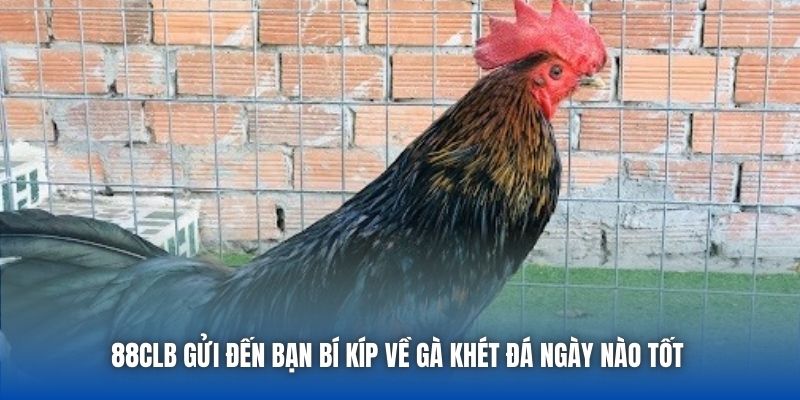 Gà Khét Đá Ngày Nào Tốt | Bí Kíp Vàng Từ Sư Kê Lão Làng