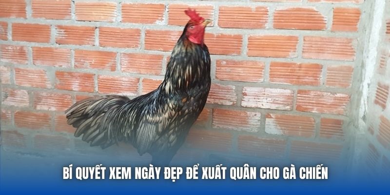 Gà Khét Đá Ngày Nào Tốt | Bí Kíp Vàng Từ Sư Kê Lão Làng