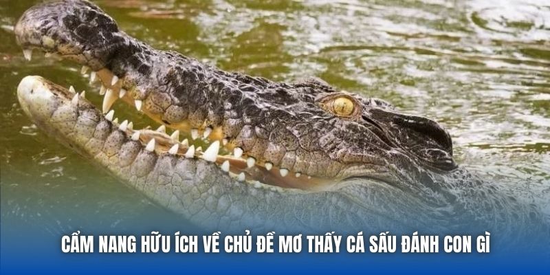 Mơ Thấy Cá Sấu Đánh Con Gì? Cùng Chuyên Gia Giải Mã Chi Tiết