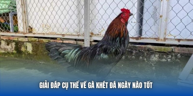 Gà Khét Đá Ngày Nào Tốt | Bí Kíp Vàng Từ Sư Kê Lão Làng