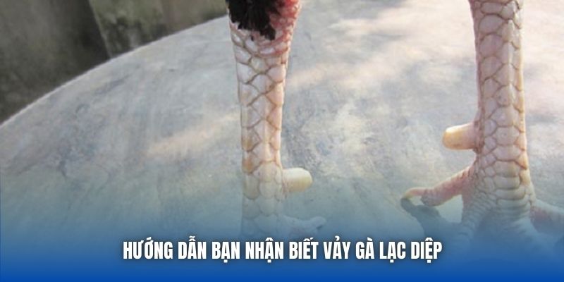 Vảy Lạc Diệp | Giải Mã Tướng Gà Quý Hiếm Trong Giới Chọi Kê
