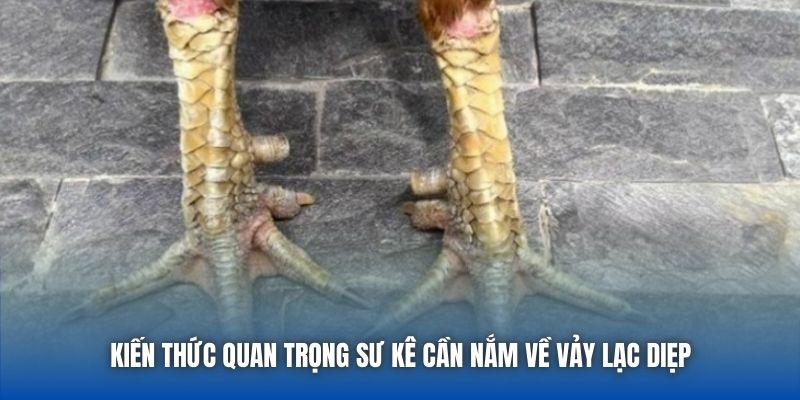 Vảy Lạc Diệp | Giải Mã Tướng Gà Quý Hiếm Trong Giới Chọi Kê