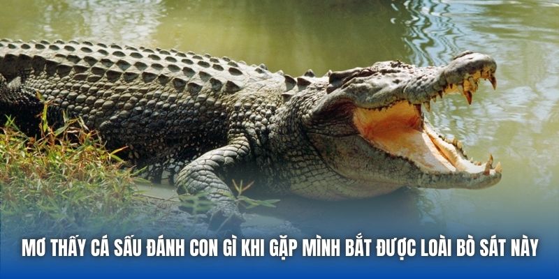 Mơ Thấy Cá Sấu Đánh Con Gì? Cùng Chuyên Gia Giải Mã Chi Tiết