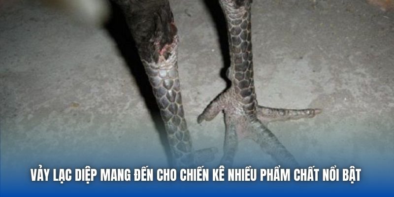 Vảy Lạc Diệp | Giải Mã Tướng Gà Quý Hiếm Trong Giới Chọi Kê