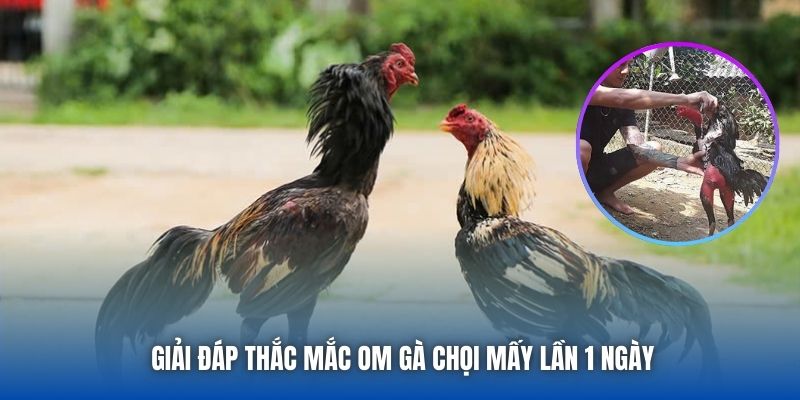 Om Gà Chọi Mấy Lần 1 Ngày - Chia Sẻ Bí Quyết Từ Sư Kê 88CLB