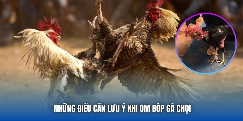 Om Gà Chọi Mấy Lần 1 Ngày - Chia Sẻ Bí Quyết Từ Sư Kê 88CLB