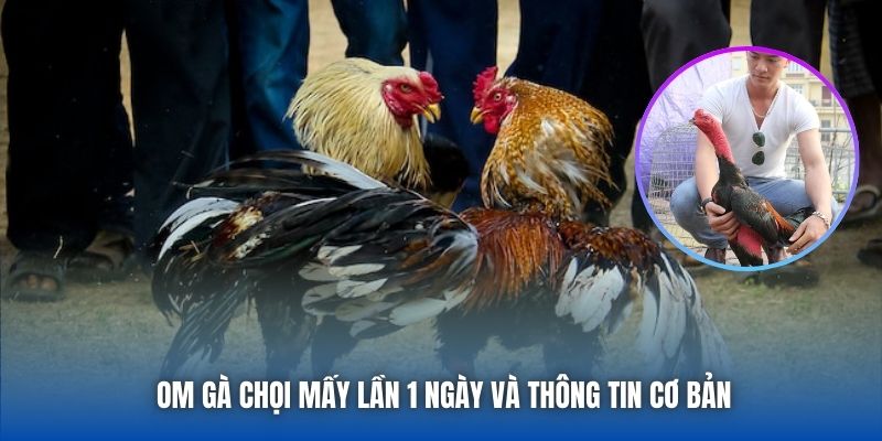 Om Gà Chọi Mấy Lần 1 Ngày - Chia Sẻ Bí Quyết Từ Sư Kê 88CLB