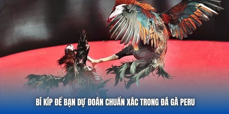 Đá Gà Peru - Các Màn So Tài Đầy Kịch Tính Tại 88CLB