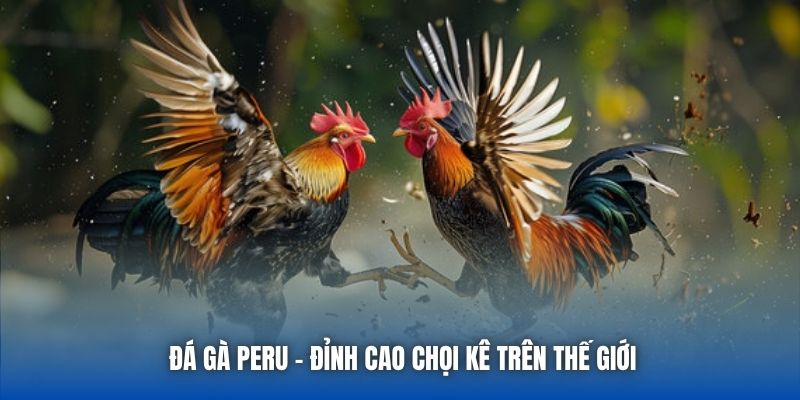 Đá Gà Peru - Các Màn So Tài Đầy Kịch Tính Tại 88CLB