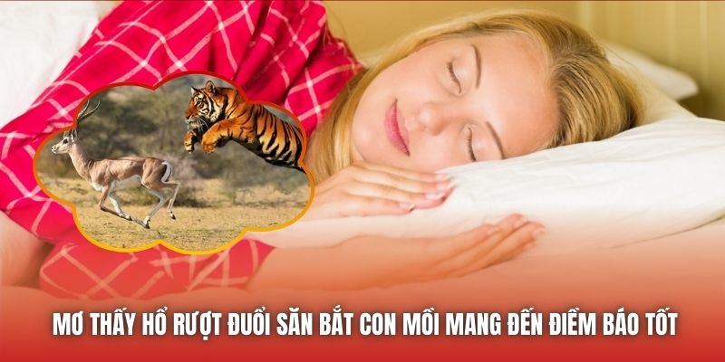Mơ Thấy Hổ Rượt Đuổi - Ý Nghĩa Chiêm Bao Chi Tiết Nhất