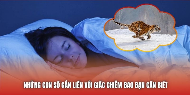 Mơ Thấy Hổ Rượt Đuổi - Ý Nghĩa Chiêm Bao Chi Tiết Nhất