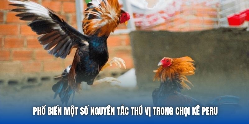 Đá Gà Peru - Các Màn So Tài Đầy Kịch Tính Tại 88CLB