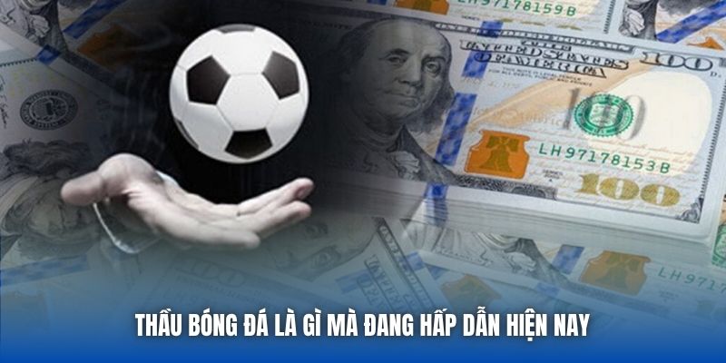 Thầu Bóng Đá Là Gì? Hướng Dẫn Cho Tân Thủ Mới Bắt Đầu