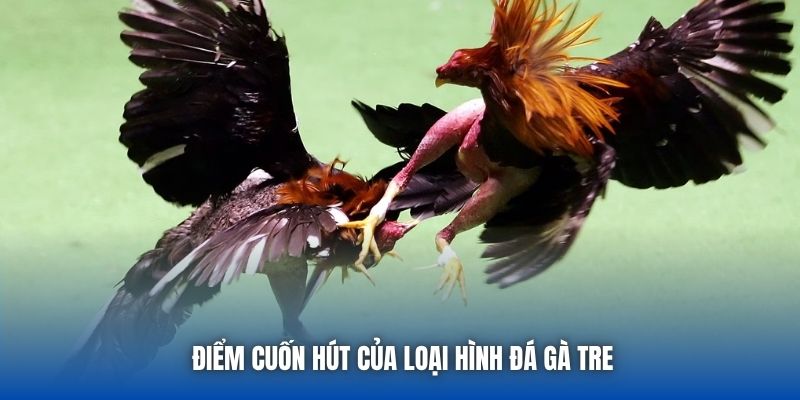 Đá Gà Tre - Cuộc Chiến Nảy Lửa Của Những Chiến Kê Bản Lĩnh