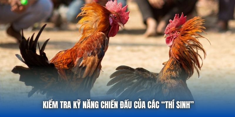 Đá Gà Tre - Cuộc Chiến Nảy Lửa Của Những Chiến Kê Bản Lĩnh