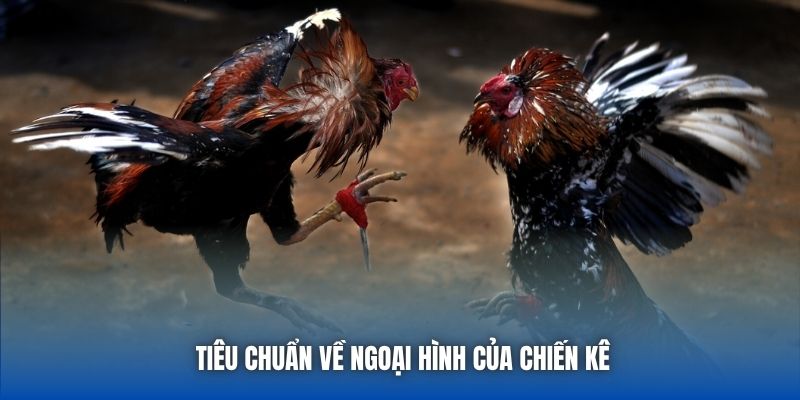 Đá Gà Tre - Cuộc Chiến Nảy Lửa Của Những Chiến Kê Bản Lĩnh