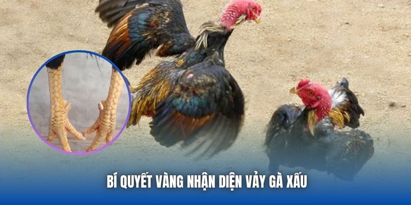 Vảy Gà Xấu Không Nên Chọn - Cảnh Báo Cho Sư Kê Mới Vào Nghề